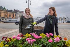 Anna Johansson, landskapsarkitekt och projektledare för blomsterprogrammet och Gunilla Glantz, trafikdirektör. Foto: Lennart Johansson