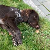 Foto: Svensk Djursjukvård