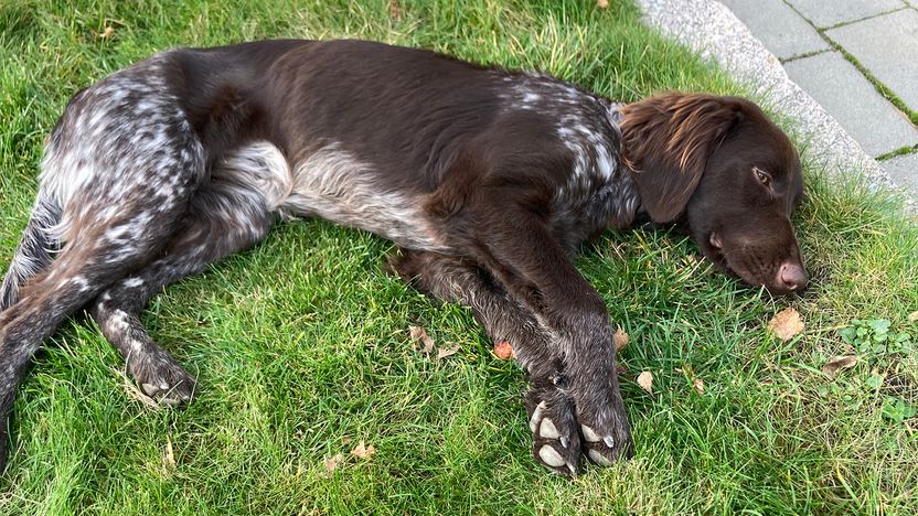 En femtedel av anställda i djursjukvården utsatta för hot av djurägare det senaste året