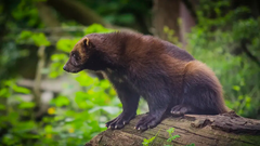 15 järvar får fällas på licensjakt i Jämtland. Foto Madeleine Lewander.