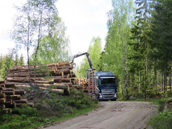 Nu har regeringen fattat beslut om en tillfällig regellättnad för att skogsbruket snabbare ska kunna utöka lagringen av timmer. FOTO: Kerstin Ström
