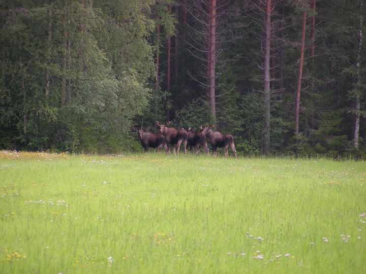 Skogen i Sverige har fortfarande för stora viltskador, och bara tre områden i landet klarar det nationella målet.  Foto: Åke Sjöström