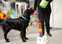 Hunden Harry sår framför en stapel av färgglada tärningar som han vid kommando får putta omkull.