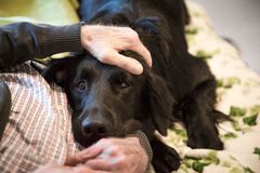 En föat coated retriever lägger huvudet i knäet på en äldre person.