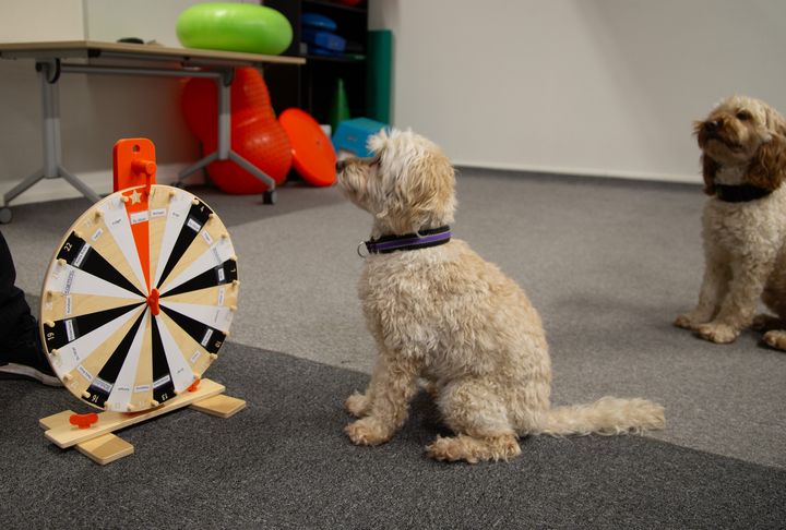 Två  hunder av rasen cockapoo sitter och väntar på att snurra på ett aktiviteshjul som liknar en liten tombola.