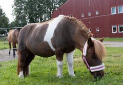 Shetlandsponnyn Rut betar gräs.