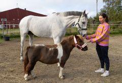 Ett skimmelfärgat svenskt halvblod vid namn Ivansom  mäter 185 cm i mankhöjd står bakom  den brun- och vitflckiga shetlandsponnyn Rutsom blott mäter 86 cm i mankhöjd. P bilden nosar hästarna på ryttarklubbebs verksamhetsledare  MAggan Eriksson Bech.