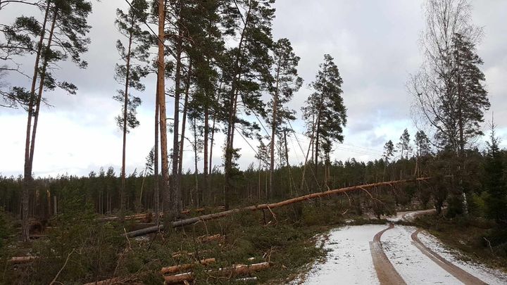 Hundratals träd tynger för närvarande ner elledningar i de ovädersdrabbade delarna av östra Småland och södra Östergötland. Nu återstår ett digert röjnings- och reparationsarbete.