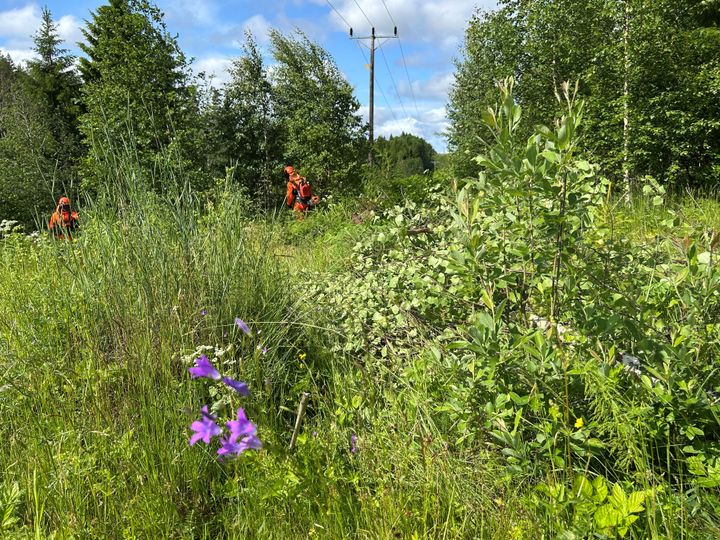 Åtgärderna kan exempelvis handla om att bevara långsamväxande träd och buskar eller att anpassa röjningen för att skydda naturliga livsmiljöer. Ibland samlas det röjda riset i högar för att gynna insekter och smådjur, medan det på andra platser tas bort för att främja känsliga växter och örter.