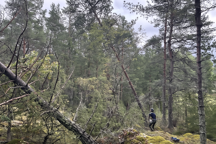 Röjningsarbete pågår i skogarna i Småland, framför allt i trakterna kring Nässjö, som drabbades hårdast av stormen Amy.