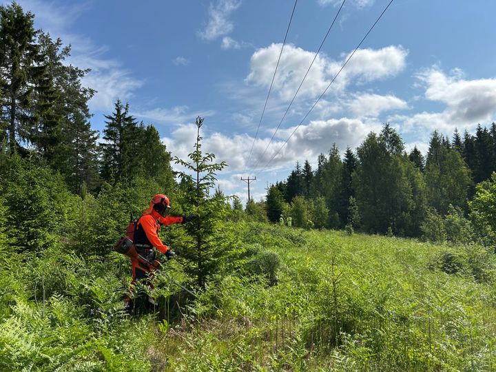 E.ON låter naturen växa starkare längs elnätet – med AI-stöd röjs ledningsgator i Nässjö på ett sätt som gynnar biologisk mångfald och minskar klimatpåverkan.