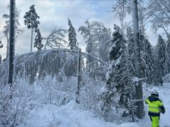 Cirka 130 montörer, tekniker, huggare och maskinförare har arbetat i fält under de senaste dagarna. Arbetet stöds av helikoptrar för besiktning och borttagning av träd från ledningar.
