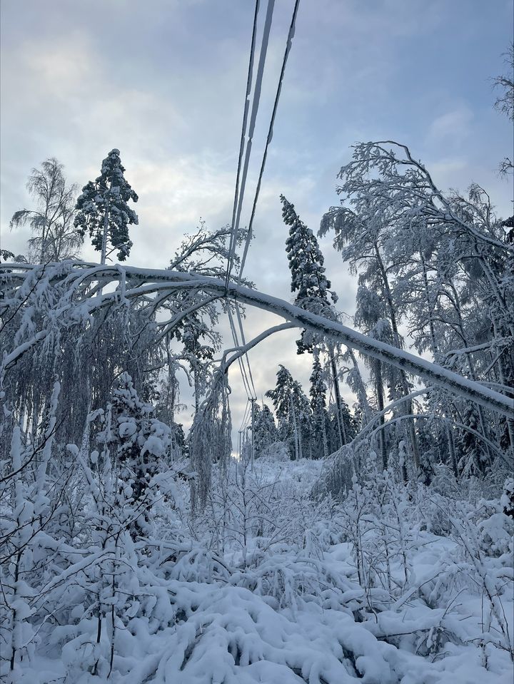 Under lördagen genomförs sprängningar av träd i Njurunda, Klockarberget, utanför Sundsvall.