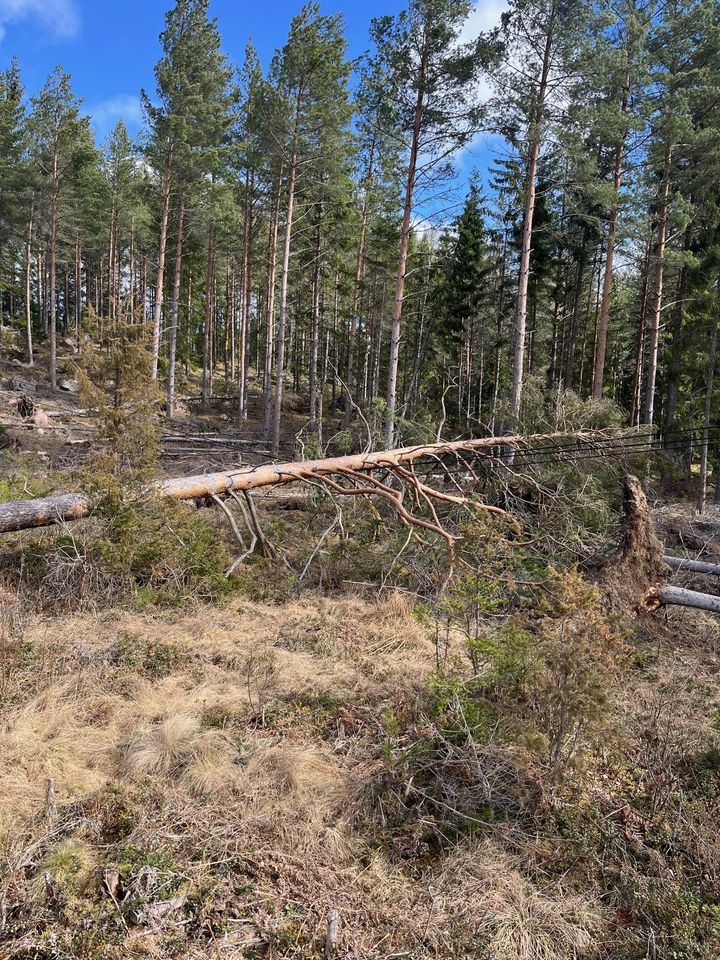 Stormfälld skog på ledning i östra Småland.