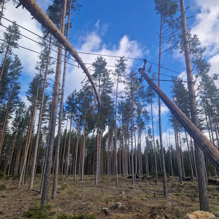 Stormfällda träd på ledning i Kalmar/Blekinge.