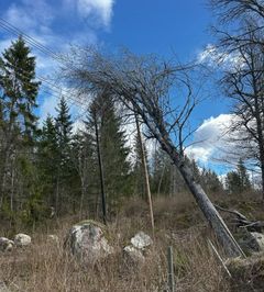 Träd som fallit på ledning och orsakat strömavbrott i Kalmar län.