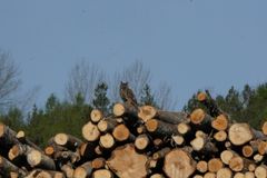 Energi och biologisk mångfald sida vid sida. På E.ONs bränsledepå i Örebro har berguvshonan "Flis-Lisa" fått häcka ostört – med en nykläckt unge som resultat.