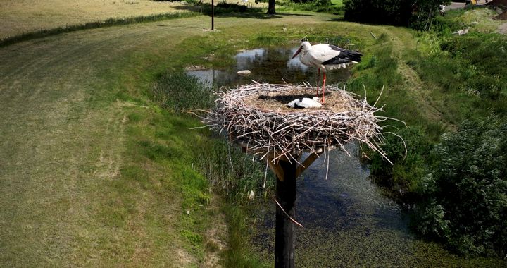 Två storkungar har ringmärkts på en ny boplats utanför Vinslöv som skapats genom ett samarbete mellan E.ON och Storkprojektet i Skåne. Satsningen ska både stärka den skånska storkstammen och minska risken för strömavbrott när storkar bygger bon i elnätsstolpar.