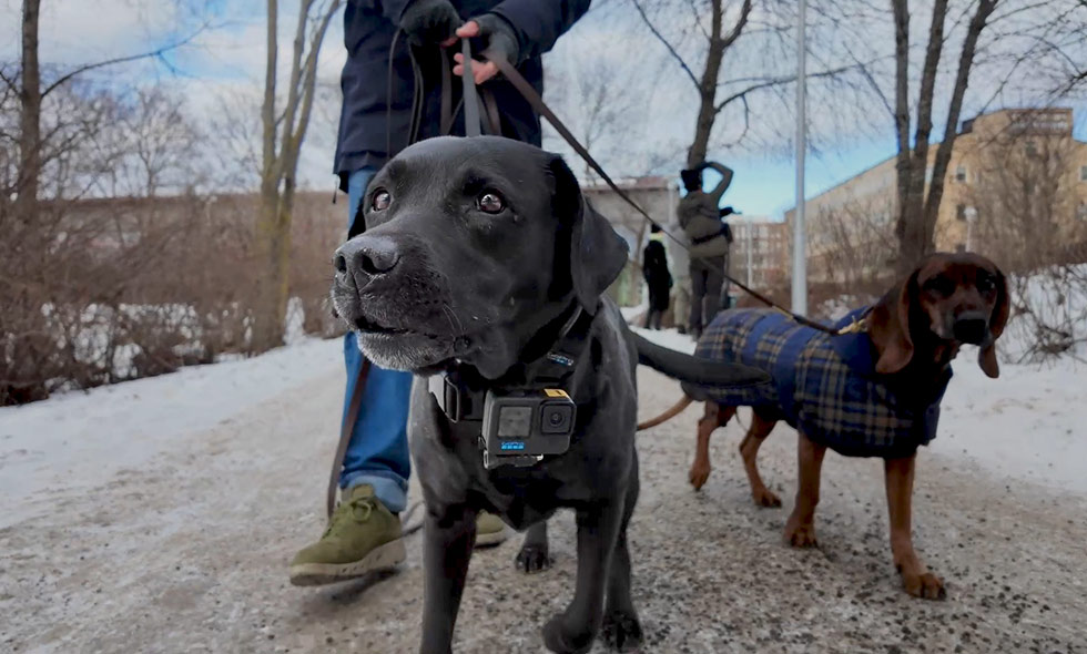 Håll Sverige Rent och Svedea samarbetar kring att kartlägga nedskräpning – ur djurens perspektiv.