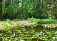 Näckrosparken i Solna med en liten damm omgiven av träd och grönska.
