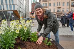 Anna Johansson, landskapsarkitekt och projektledare för Stockholms stads blomsterprogram, planterar vårens blommor vid invigningen av blomsterprogrammet.