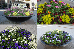 Några av tidigare års planteringar i blomsterprogrammet i olika färgkombinationer. Foto: Stockholms stad.