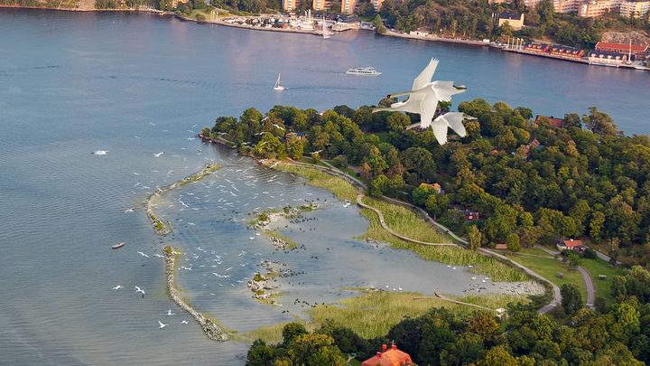 En flygbild och visualisering av hur ett nytt stenrev utanför Djurgården skulle kunna se ut - med blått vatten med uppstikande stenar i en halvcirkel utanför grönskade land.