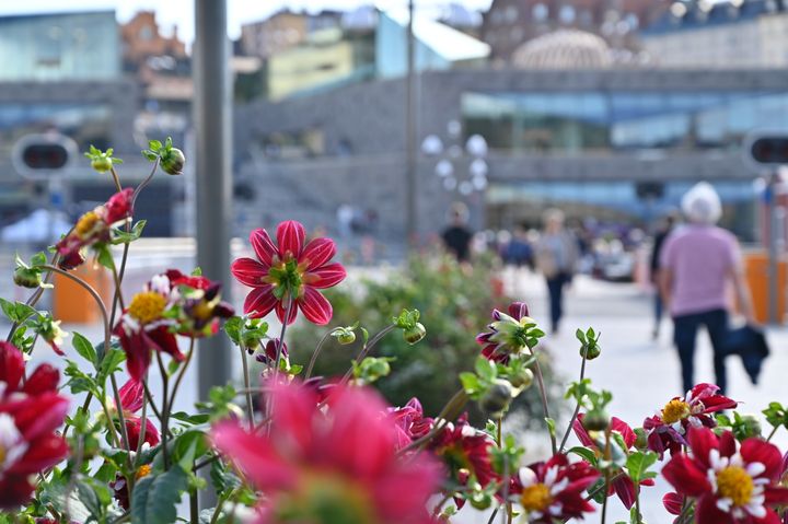 Röda blommor med människor i bakgrunden