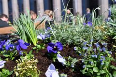 Blåa blommor i förgrunden, konserthuset i bakgrunden.