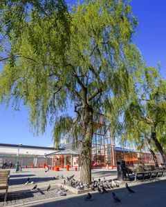 Duvor i Tensta centrum