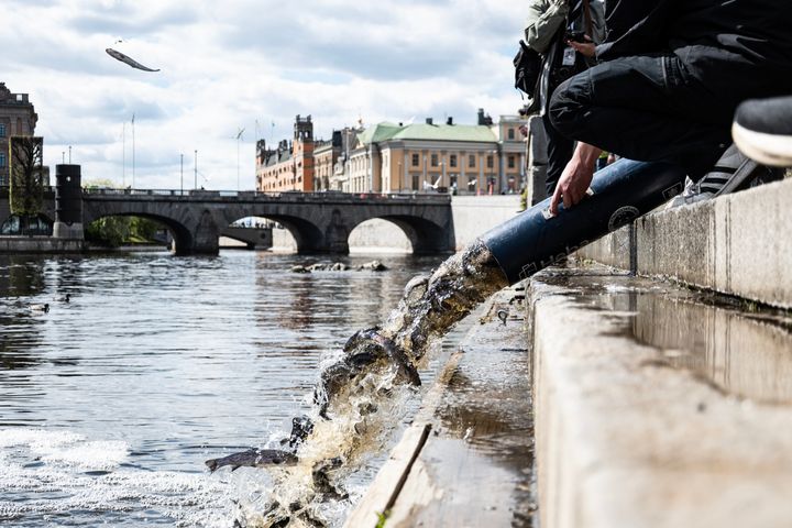 10.000 öringar släpps ut under det årliga Laxsläppet i Stockholms ström.