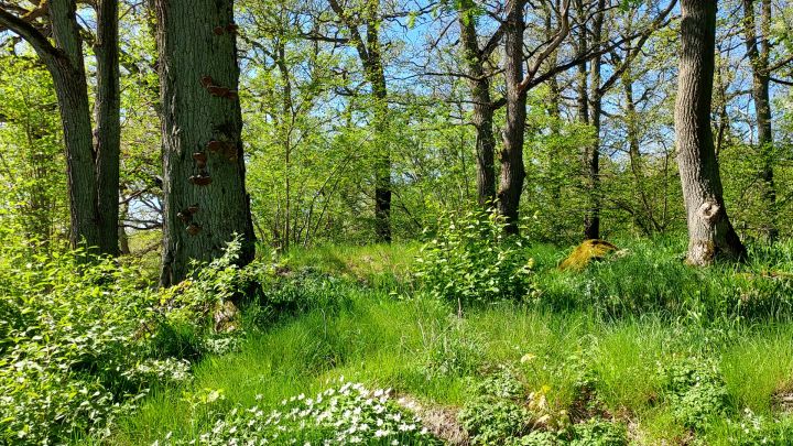 Träd och mark från biotopskyddsområdet i Vårberg