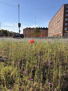 Ängsblommerabatt