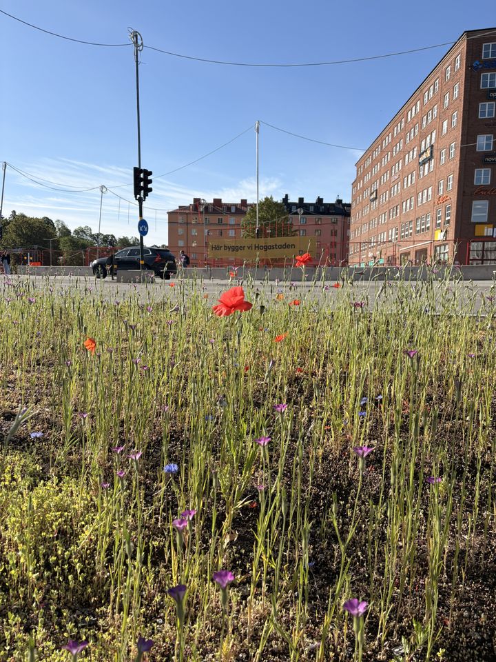 Ängsblommerabatt