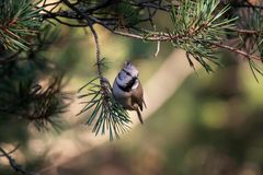 Fågeli skogen.