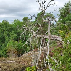 Gammalt fallet träd utan löv i skogsmiljö.
