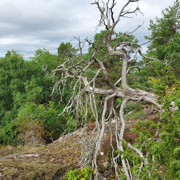 Gammalt fallet träd utan löv i skogsmiljö.
