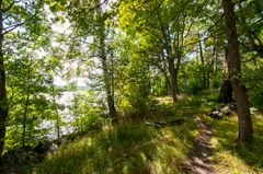 Skog där solen silar mellan lövverket.