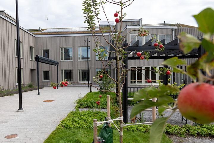 Del av utemiljön på Gårds vård och omsorgsboende i Järfälla. I förgrunden hänger äpplen på en kvist.