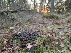 En hög med djurbajs på marken i en skog med solnedgång i bakgrunden.