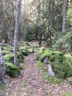 Stig i en skog med mossbelupna stenar och barrträd omkring.