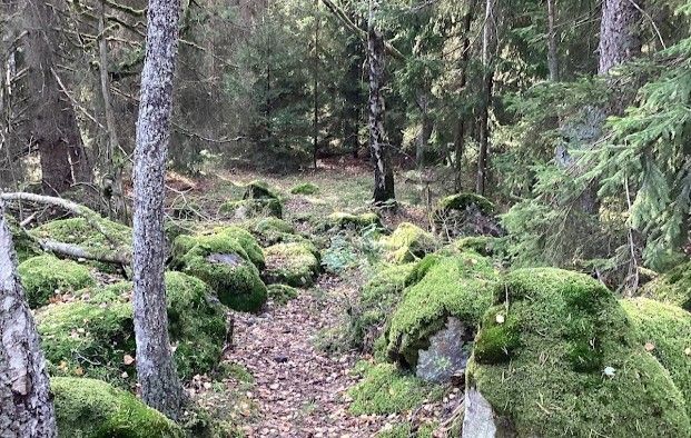 En skogsstig omgiven av mossiga stenar och träd.