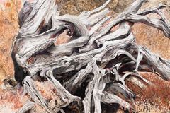 Heartwood Nation, 2025, Sara-Vide Ericson.