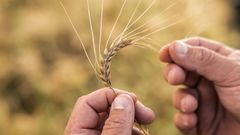 Maltkorn odlade enligt Lantmännens odlingsprogram Klimat & Natur