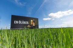 Här växer maltkorn som ska bli öl