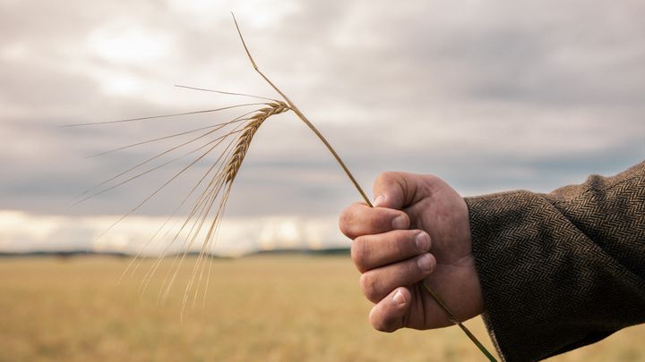 Maltkorn odlat enligt odlingsprogrammet Klimat & Natur