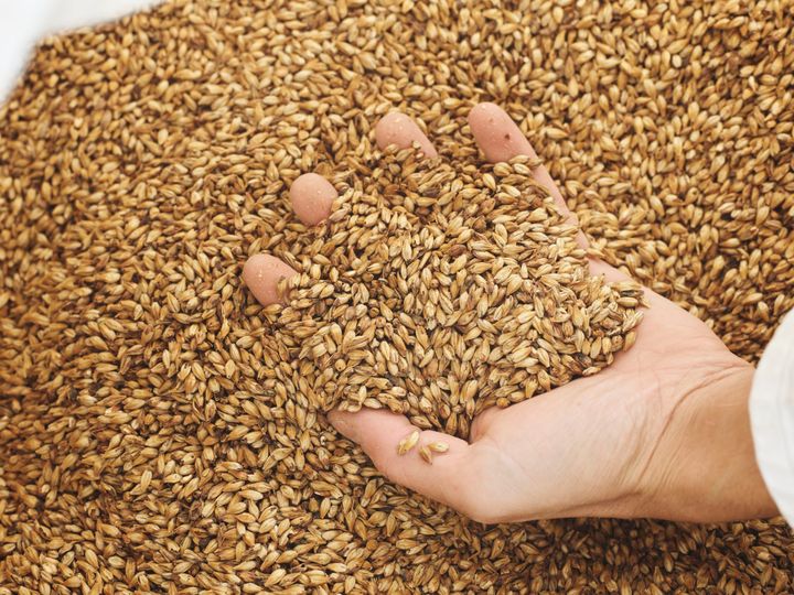 Under 2025 ökade Spendrups andelen maltkorn odlade via Lantmännens odlingsprogram Klimat & Natur
