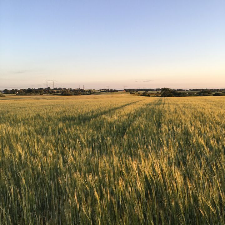 Odling av maltkorn