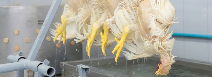 Vid minst ett tillfälle har en kyckling skållats levande på Atrias slakteri 2022. Bilden är tagen vid ett annat tillfälle. Foto: Shutterstock
