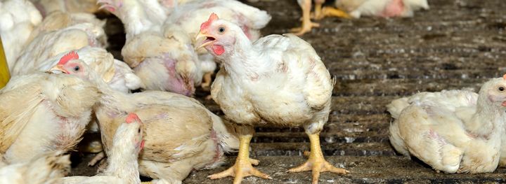 Flera turbokycklingar från kycklingindustrin. Foto: Shutterstock
